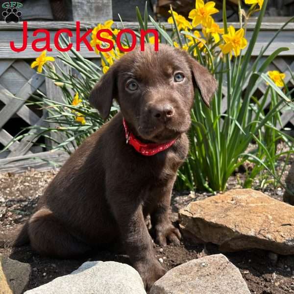 Jackson, Chocolate Labrador Retriever Puppy
